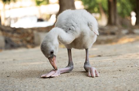 The Adorable Side of Flamingos - 5 Fascinating Baby Flamingo Facts & FAQs - Animal Corner