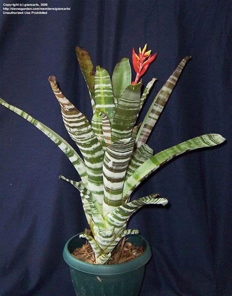 PlantFiles Pictures: Aechmea Bromeliad, Urn Plant, Variegated Bromeliad 'Variegata' (Aechmea ...