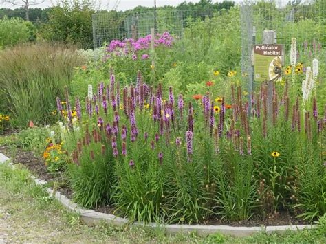 Summer is for visiting native plant gardens | Fairfax Station, VA Patch