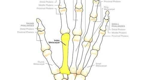 Hand - Index Finger Bones - Index Choices