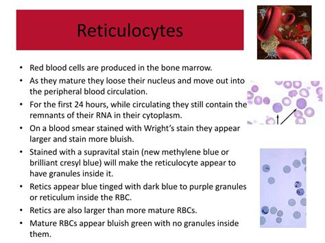 PPT - Performing a Reticulocyte Count PowerPoint Presentation, free download - ID:6523260