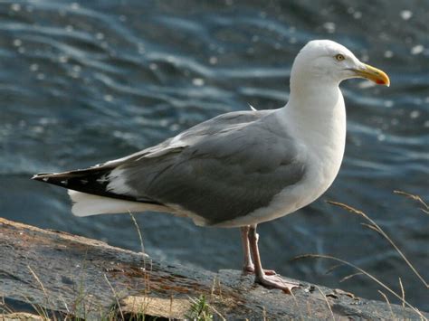 What is The State Bird of Utah? - Birdwatching Buzz