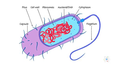 Prokaryote Cell Diagram