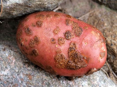 What Is Potato Scab and How Can You Best Prevent It