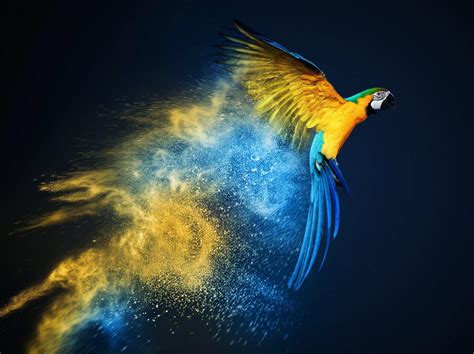 Parrot OS HD Wallpapers - Top Free Parrot OS HD Backgrounds - WallpaperAccess