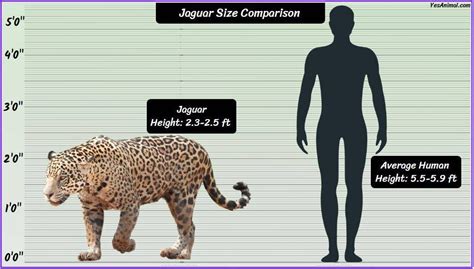 Jaguar Size