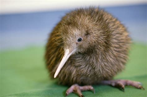 Top 175+ Cute kiwi animal - Merkantilaklubben.org