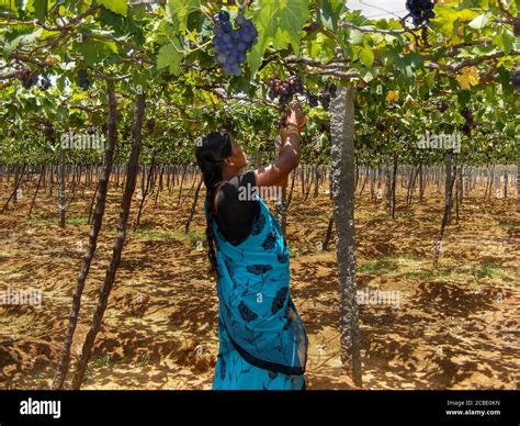 Farmers in a vineyard, grapes with leaves in a grapes farm at Cumbum, Tamilnadu, India Stock ...