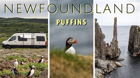 This Is Where You Find Puffins In Newfoundland! - YouTube