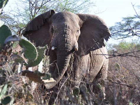 Parc national de Gambella 2 | Addis-Herald | Elephant sanctuary ...