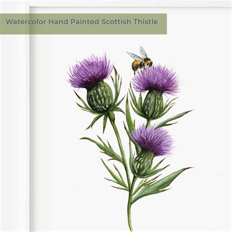 Scottish Thistle Watercolor Painting Scottish Thistle Art - Etsy