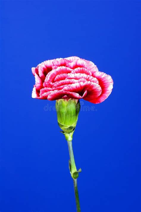 Carnations stock photo. Image of spring, flora, poland - 35070110