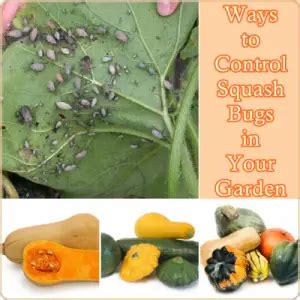 Ways to Control Squash Bugs in Your Garden - The Homestead Survival