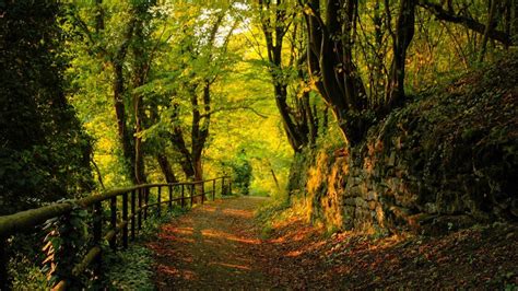 Forest Path Wallpapers - Top Free Forest Path Backgrounds - WallpaperAccess