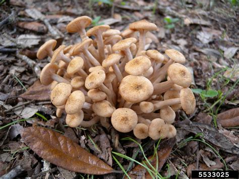 Armillaria root rot (Armillaria tabescens (Scop.) Emel)