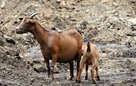 Goat Breeds: A-Z List of Every Breed of Goat - Boer Goat Profits Guide