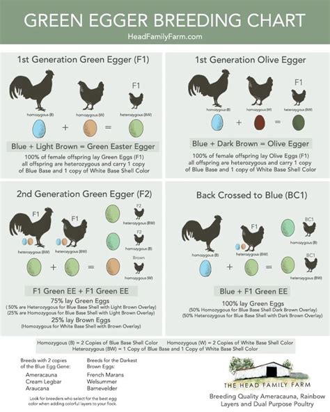 A Guide to Breeding Green Egg Layers - Egg Color Breeding Charts Included! | Chicken egg colors ...