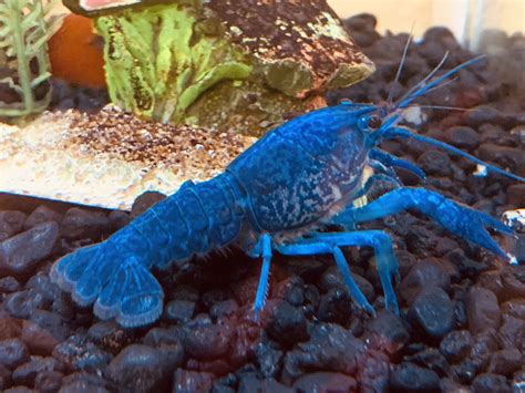 Blue Crayfish | Crayfish, Lure making, Arthropods