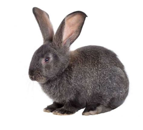 The Silver Fox Rabbit - All you need to know - LittleFurryPets