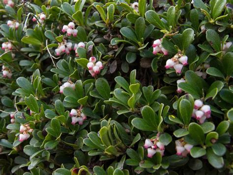 14 Small Evergreen Shrubs - Bushes for a Tiny Garden