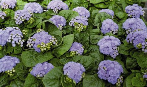 Ageratum houstonianum, Blue Danube™ | Ageratum (Floss Flower) | Pinterest | Bug identification ...