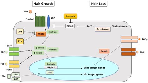 The Molecular Mechanism of Natural Products Activating Wnt/β-Catenin Signaling Pathway for ...