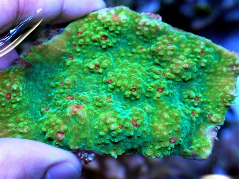 Green fluorescence from reef-building corals | EurekAlert!