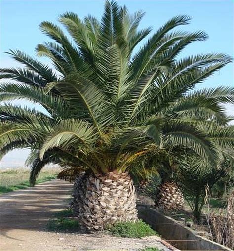 Plants & Flowers » Canary Island Date Palm