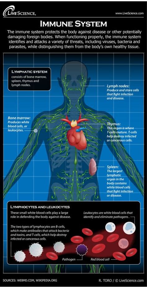 Human Immune System - Diagram - How It Works | Live Science