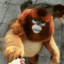 Monkey Eat Monk GIF - Monkey Eat Monk Monke - Discover & Share GIFs