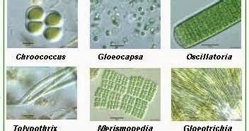 Divisi Cyanophyta | Biologi Ganesha