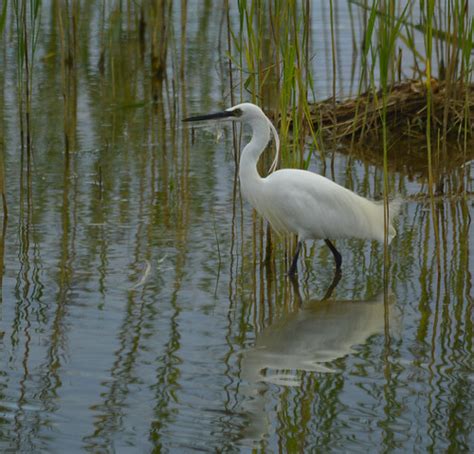 Little Egret | Taken yesterday at Summer Leys NR, Northants.… | Flickr