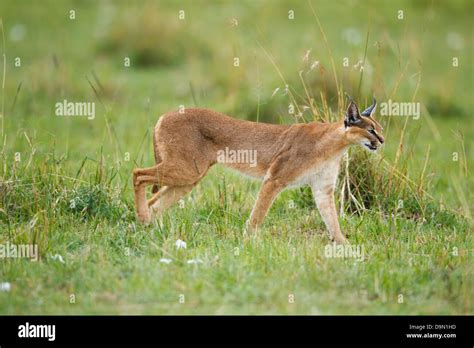 Caracal stalking prey hi-res stock photography and images - Alamy