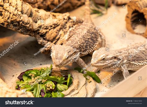 Lizard-eating Images, Stock Photos & Vectors | Shutterstock