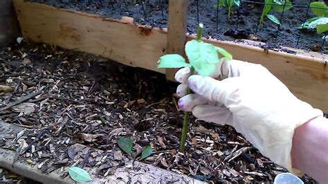 Plum rootstock cuttings, propagation how to - YouTube