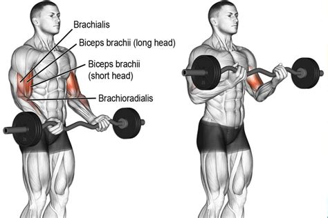 Amazing Supersets For Bigger, Stronger Biceps and Triceps – Fitness Volt