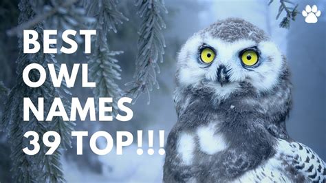 🦉 Owl Names - 39 BEST & TOP Ideas! [For Girls and Boys] | Names - YouTube