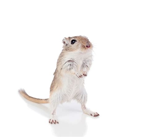 Leave a comment | Gerbil Habitat | About Gerbils | Gerbils | Guide | Omlet UK