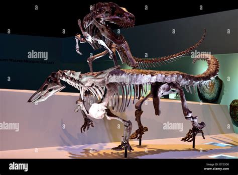 Mounted fossil display of a Postosuchus dinosaur preying on Archosaur ...