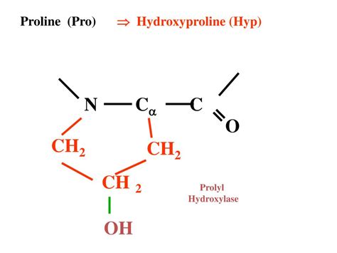 PPT - Fibrous Protein Examples: PowerPoint Presentation, free download - ID:1900516