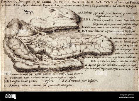 The pancreas and the pancreatic duct (Wirsung Stock Photo - Alamy