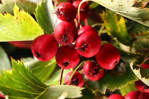 Hawthorn Berry, a Natural Aid for Heart, Skin, and Immune System ...