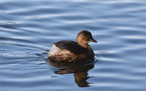 Little Grebe | Flickr