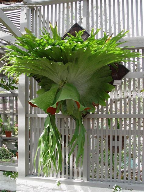 PlantFiles Pictures: Staghorn Fern (Platycerium superbum) by Kell