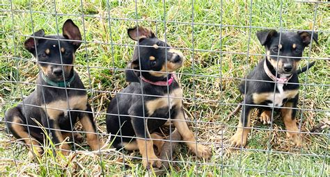 Labrador Kelpie Puppies - Photos All Recommendation