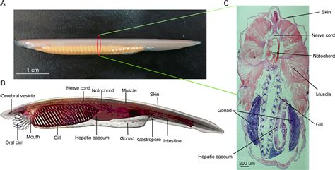 Frontiers | Genome-Wide Identification and Transcriptomic Analysis of MicroRNAs Across Various ...