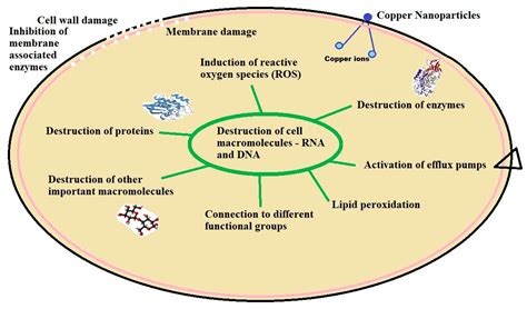 Processes | Free Full-Text | Copper and Copper Nanoparticles ...