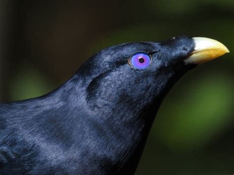 4 Bowerbird species feeding together | Atherton Birdwatchers Cabin