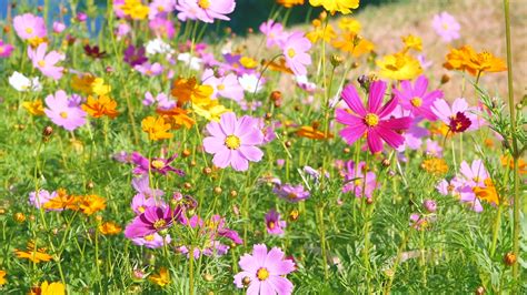 Blooming colorful flowers swaying in the wind 2031467 Stock Video at ...