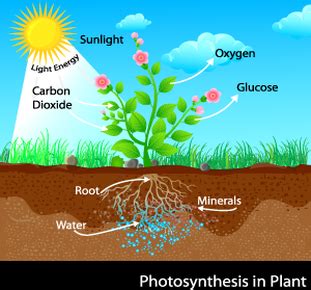 Biological Processes and Systems